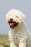 LAGOTTO 135